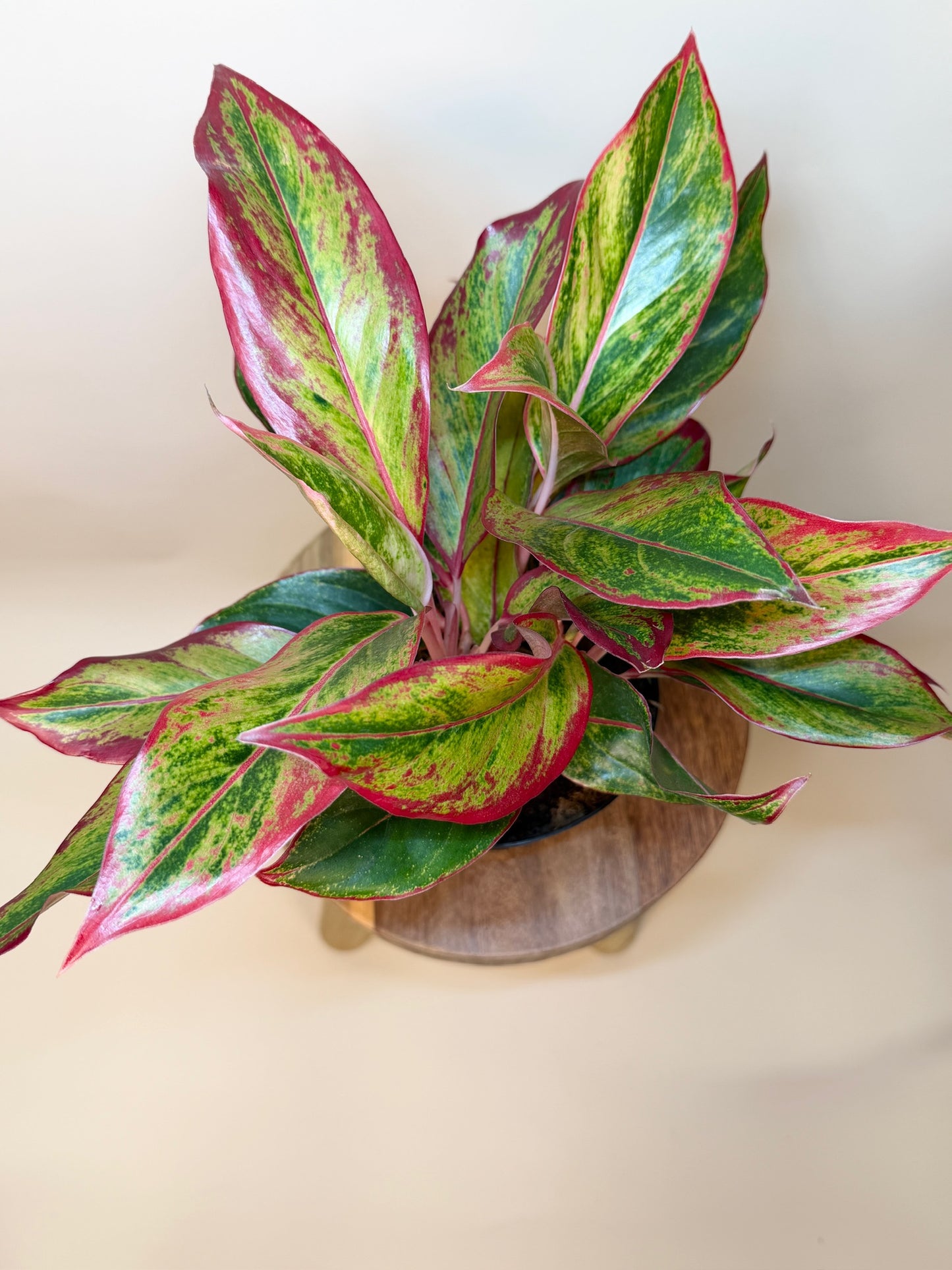 Aglaonema Siam Red 6" Pot