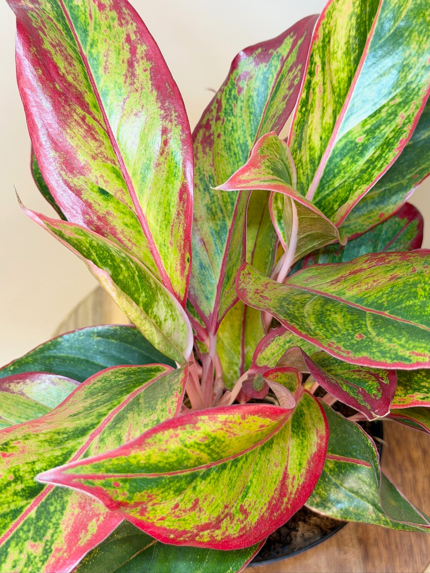 Aglaonema Siam Red 6" Pot