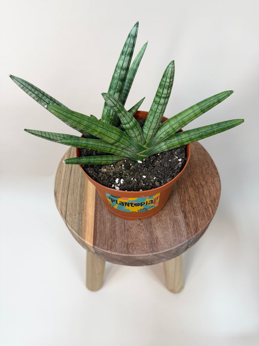 Snake Starfish 6" Pot