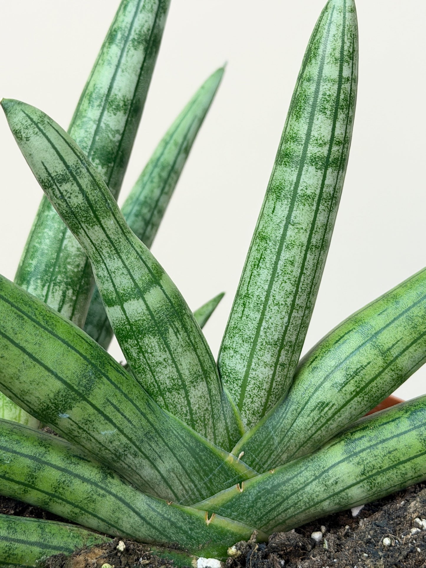 Snake Starfish 6" Pot