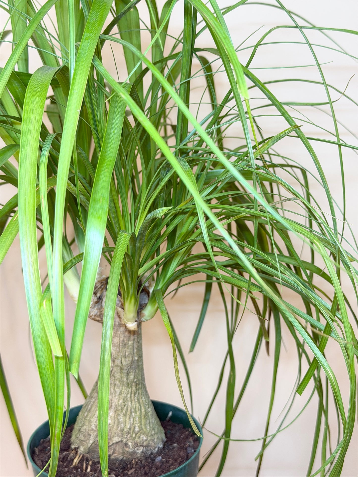 Palm Ponytail 6" Pot