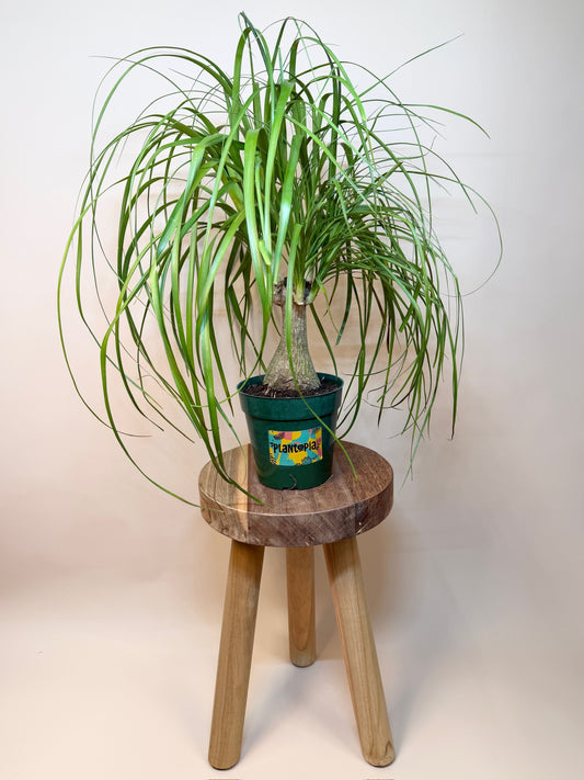Palm Ponytail 6" Pot