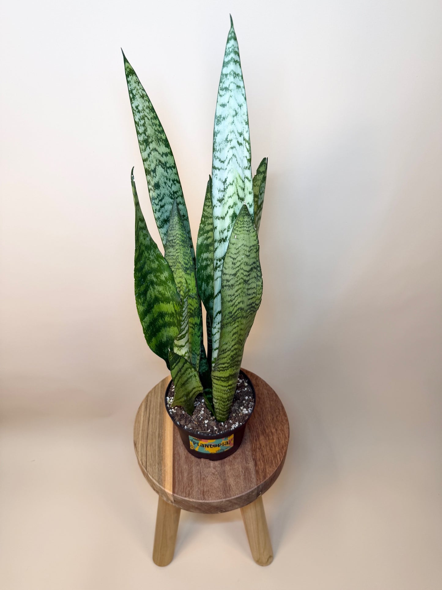 Snake  Zeylanica 6" Pot