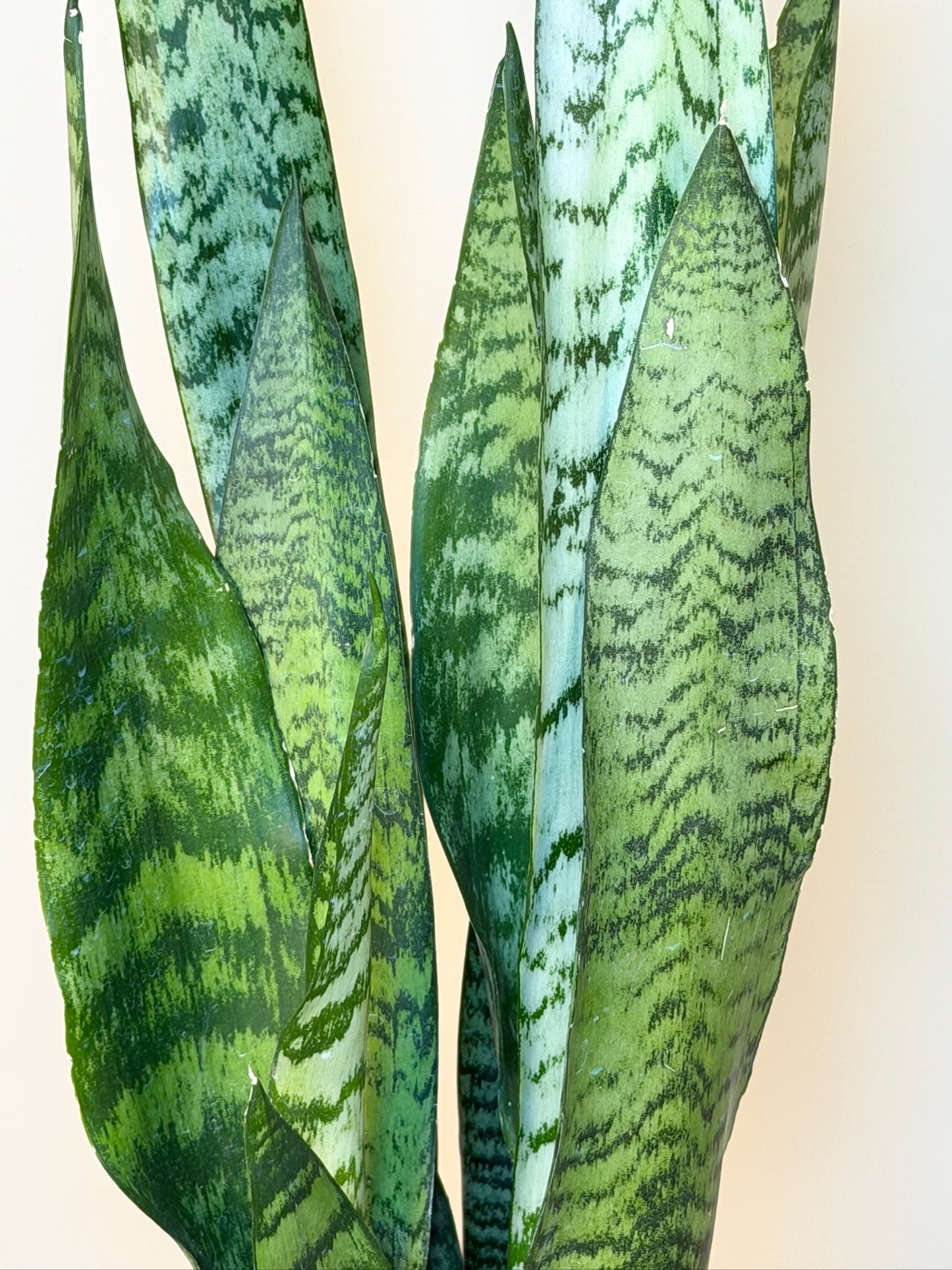 Snake  Zeylanica 6" Pot