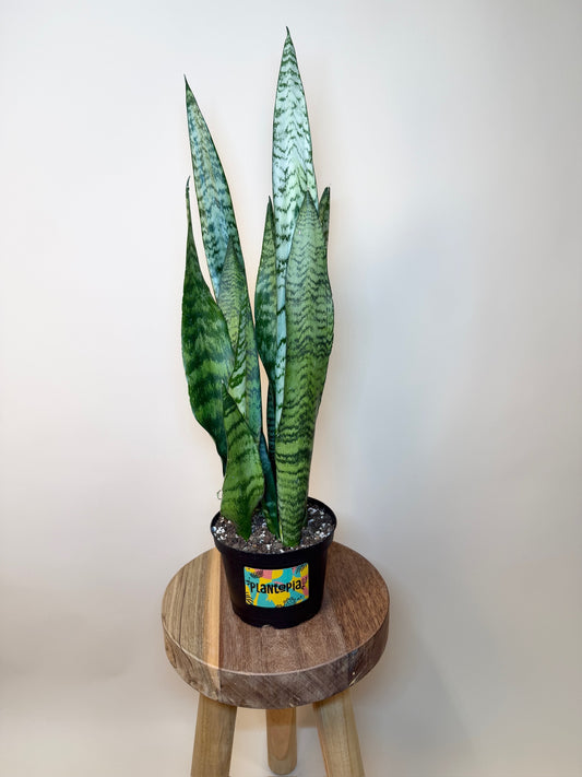 Snake  Zeylanica 6" Pot