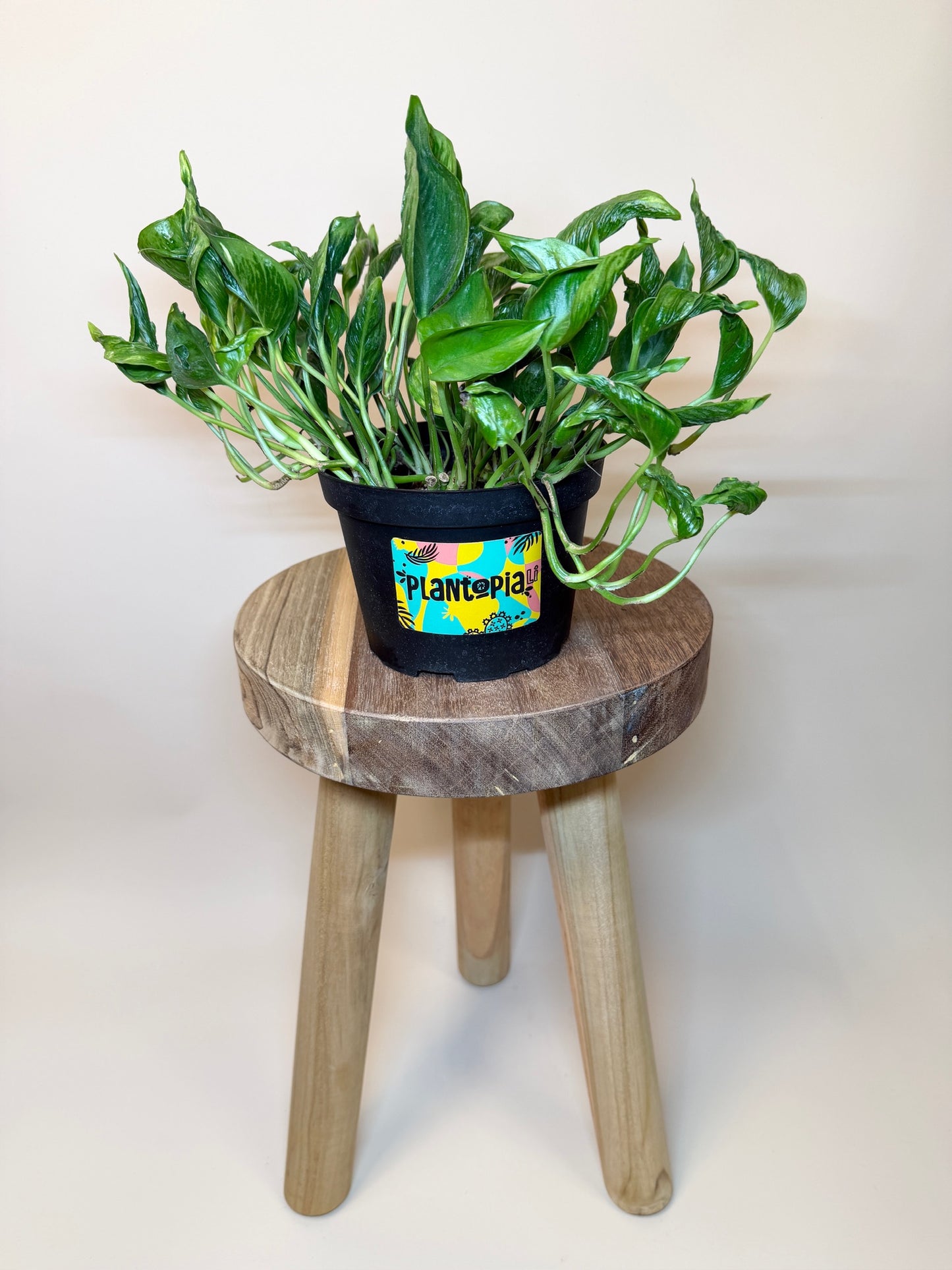 Pothos Shangri-La 6" Pot