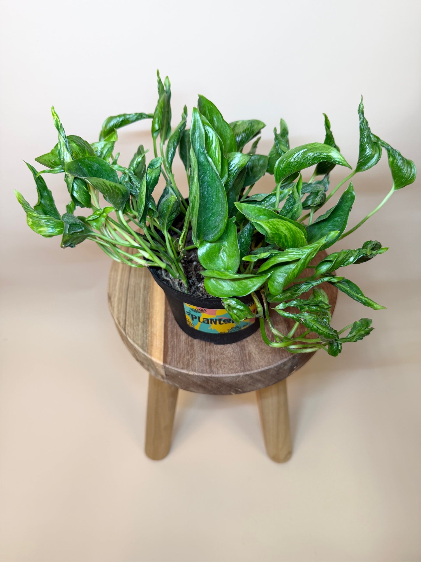 Pothos Shangri-La 6" Pot