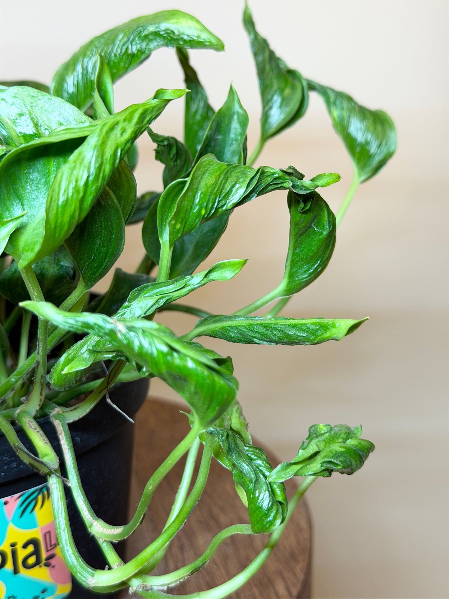 Pothos Shangri-La 6" Pot
