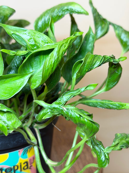 Pothos Shangri-La 6" Pot