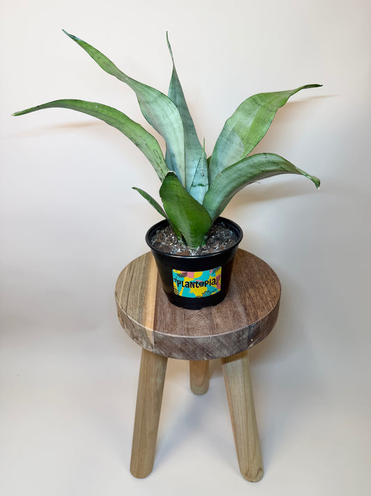 Snake Moonshine 6" Pot