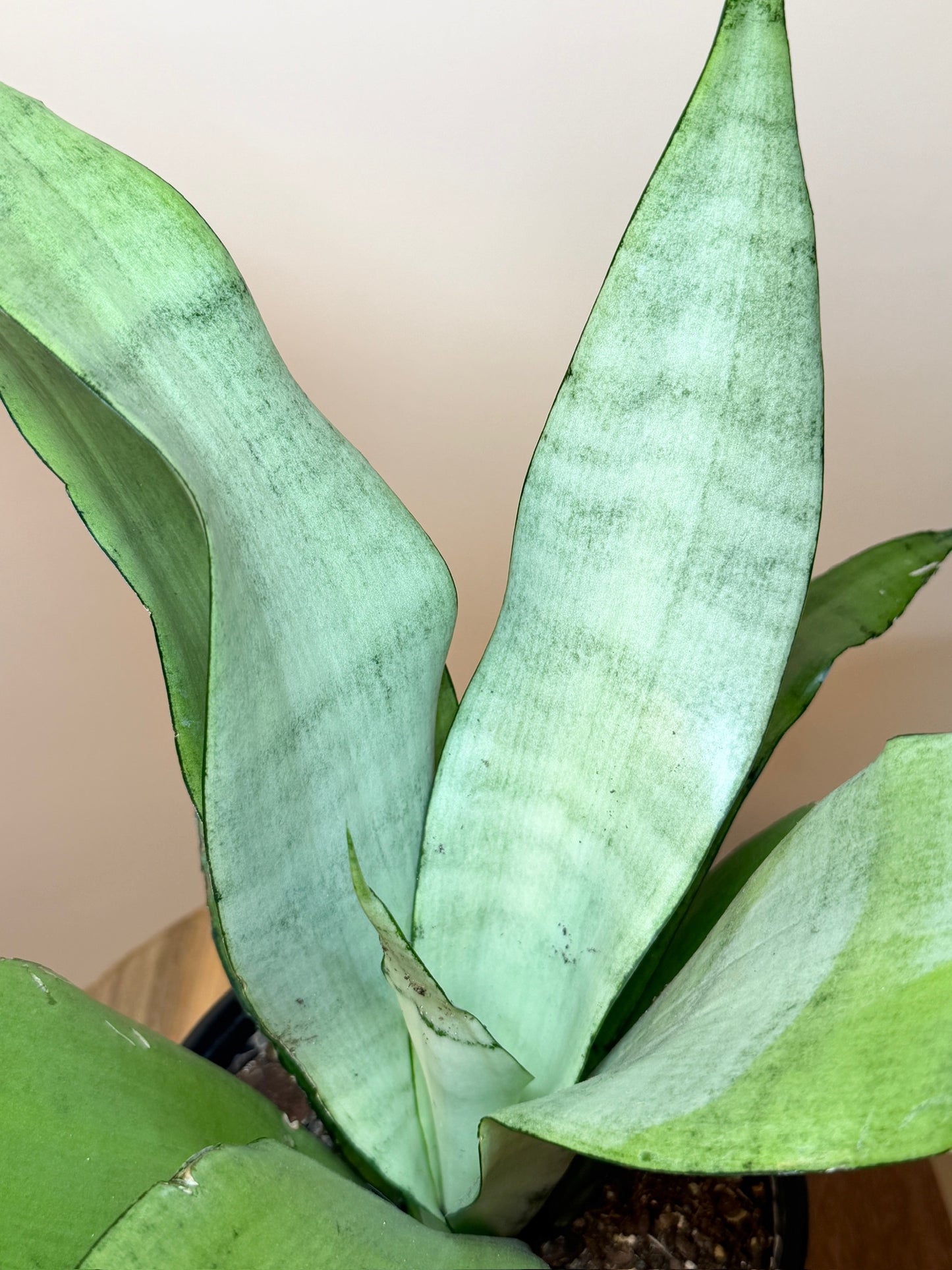 Snake Moonshine 6" Pot