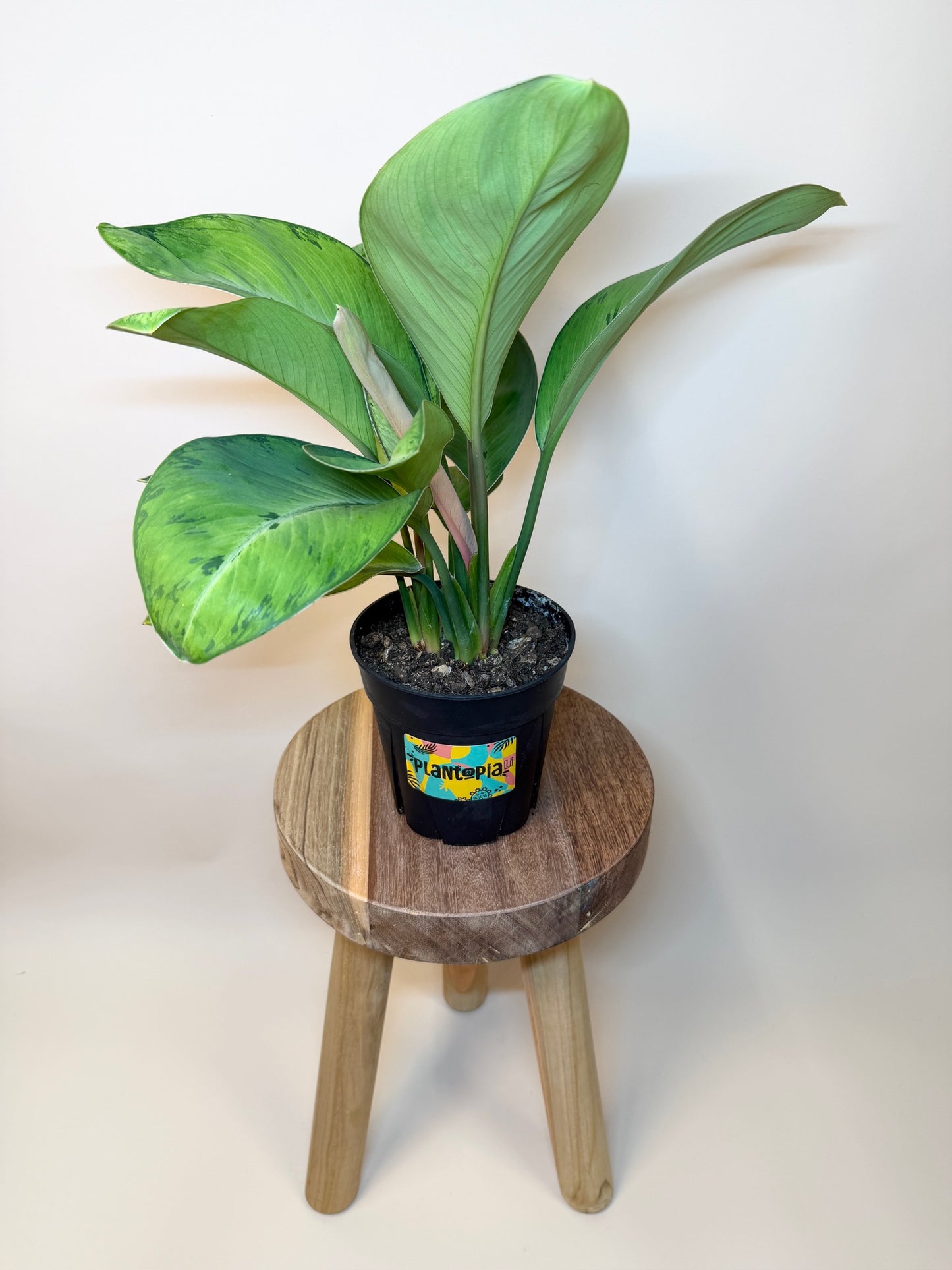 Homalomena Selby 6" Pot