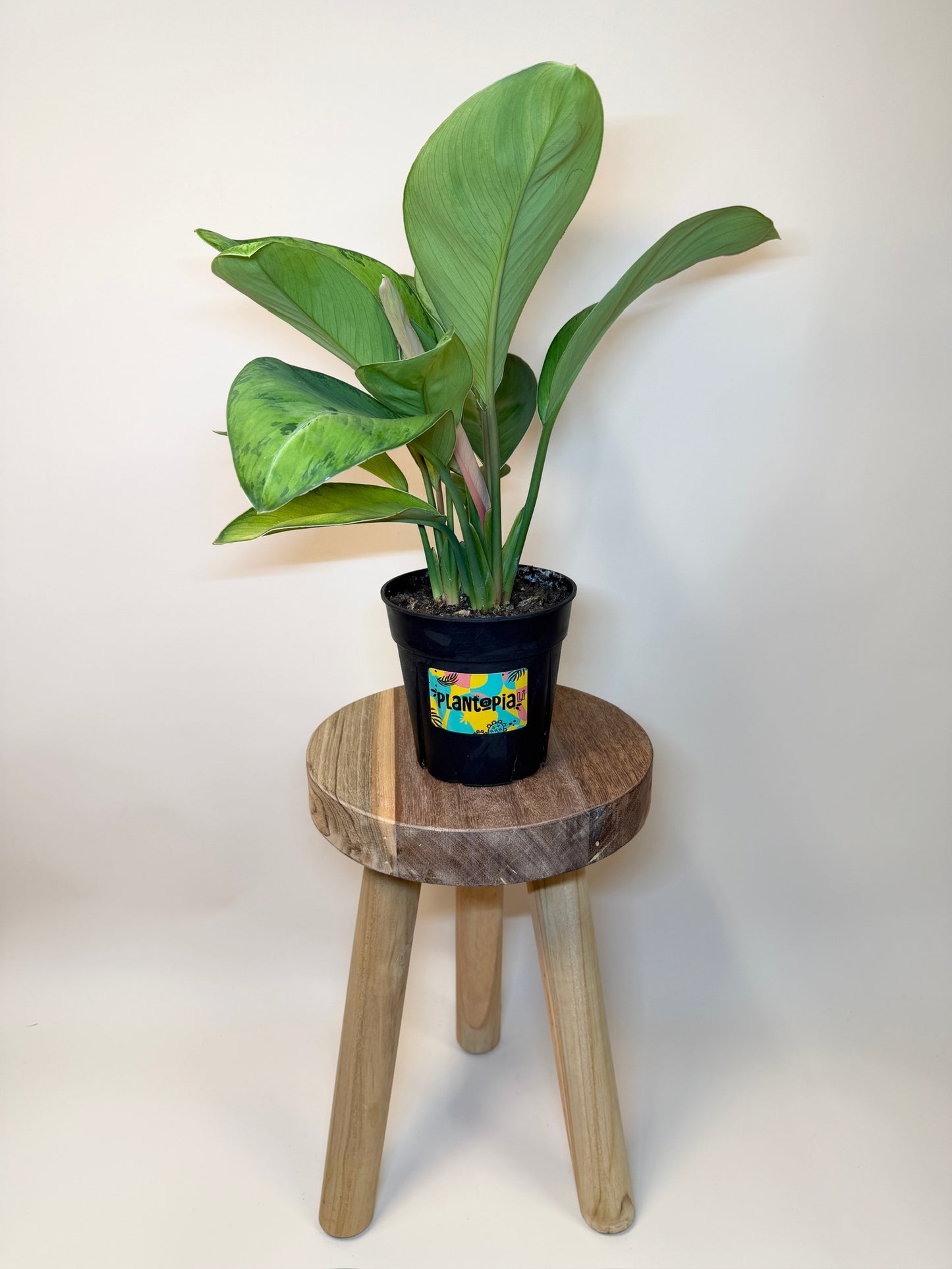 Homalomena Selby 6" Pot