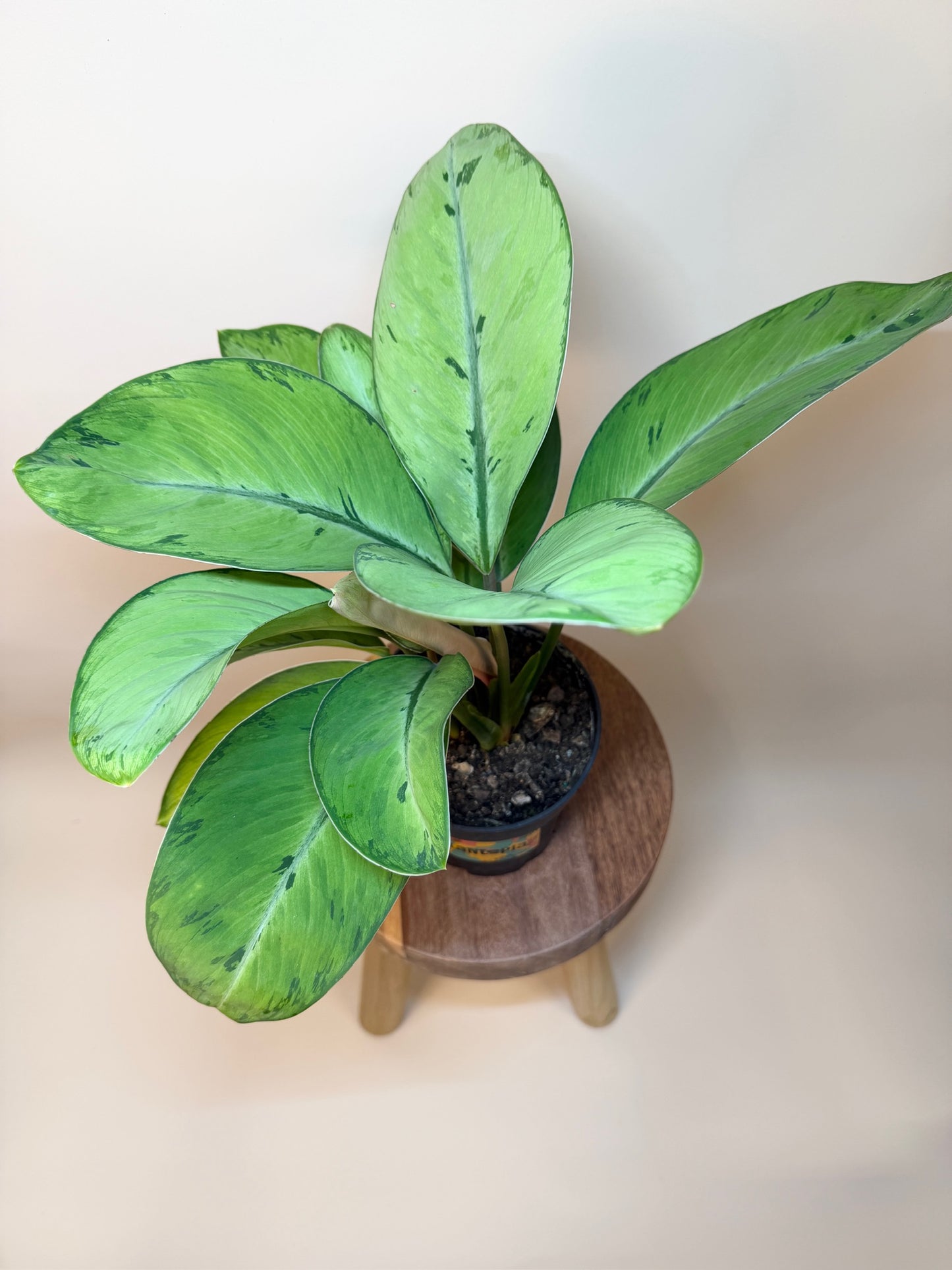 Homalomena Selby 6" Pot