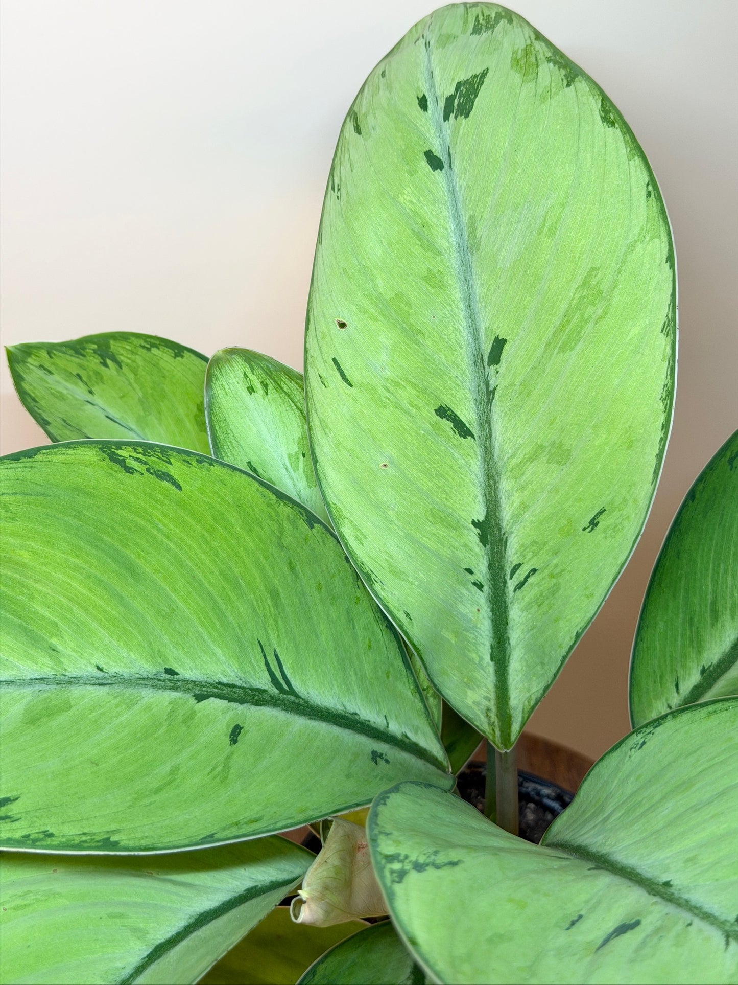 Homalomena Selby 6" Pot