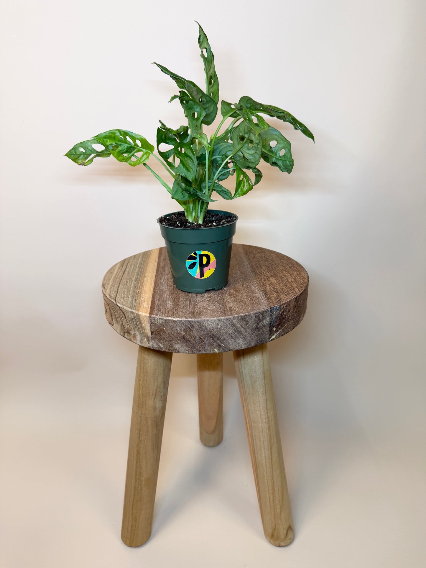 Monstera Adansonii 4" Pot