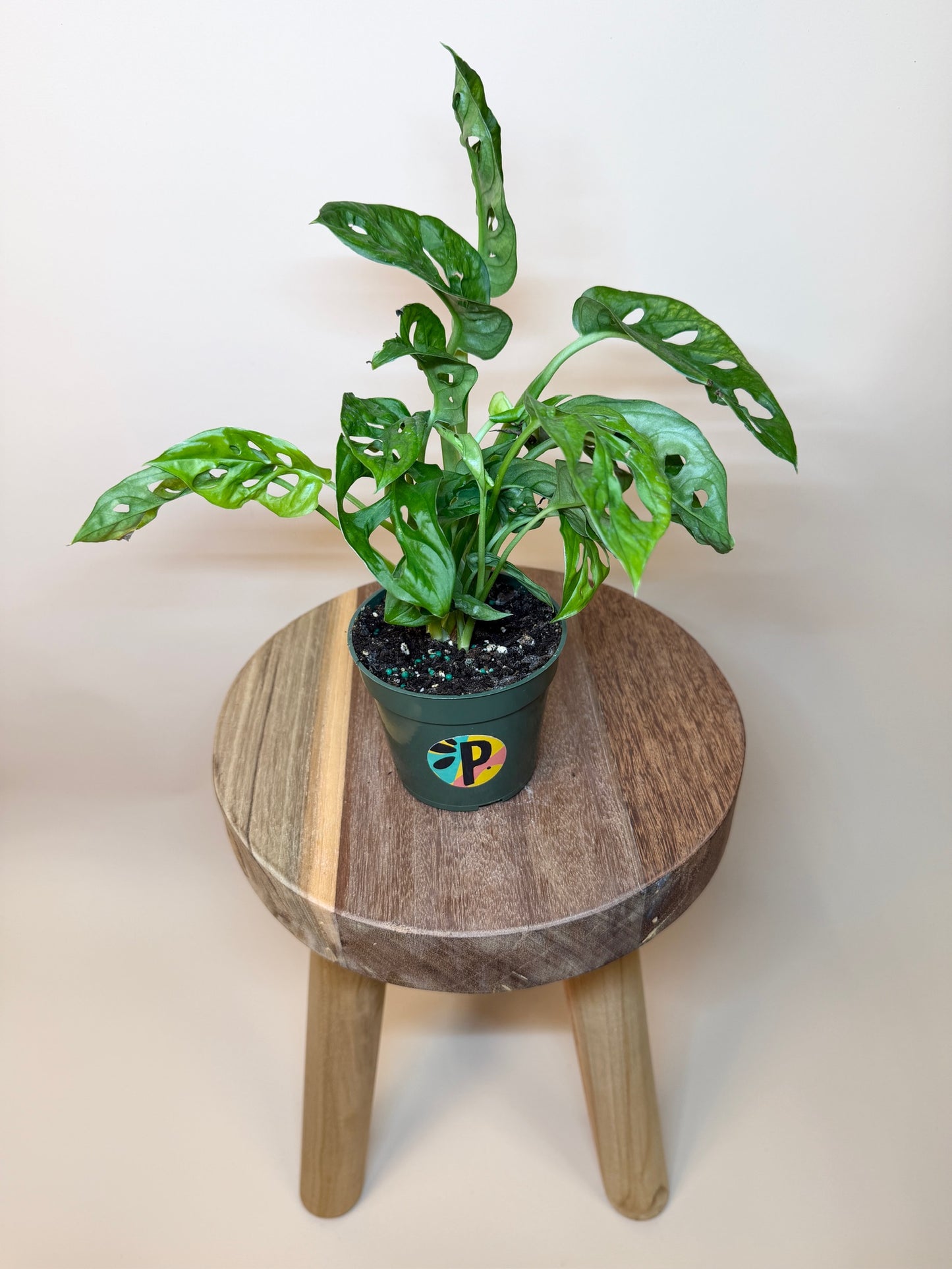 Monstera Adansonii 4" Pot