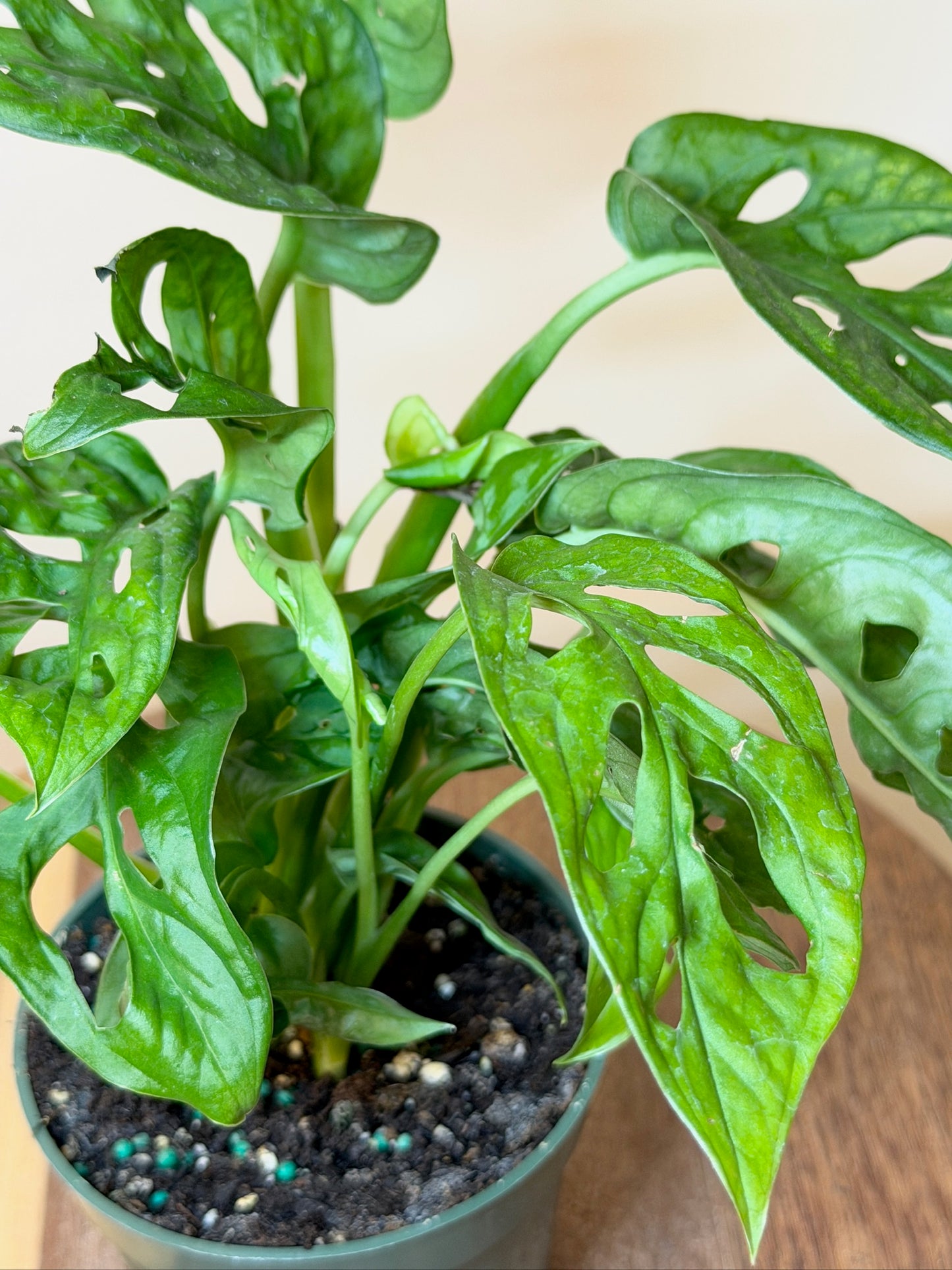 Monstera Adansonii 4" Pot