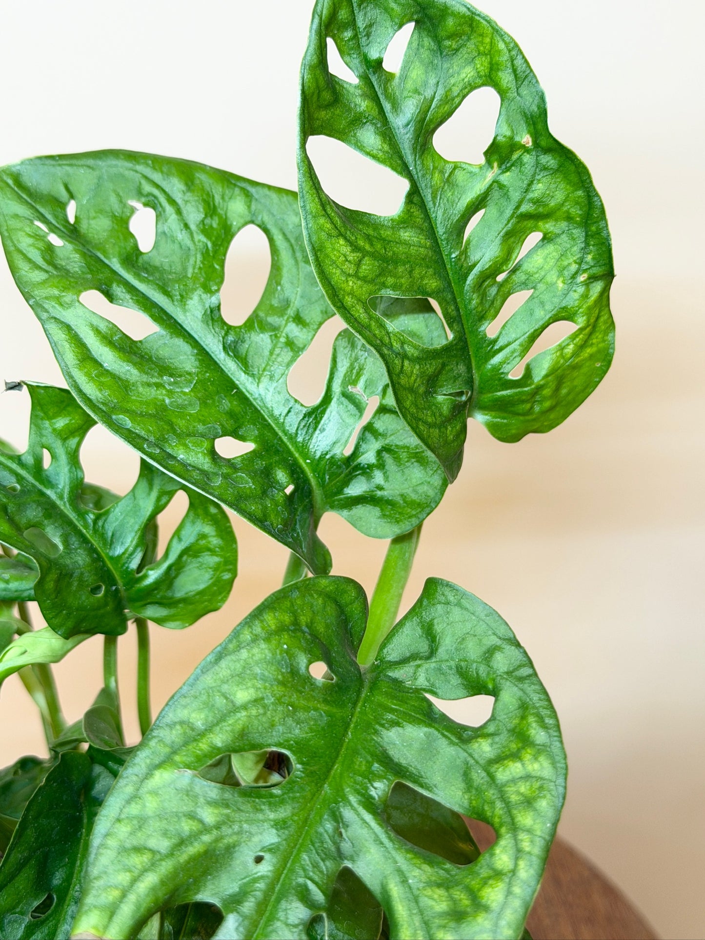 Monstera Adansonii 4" Pot