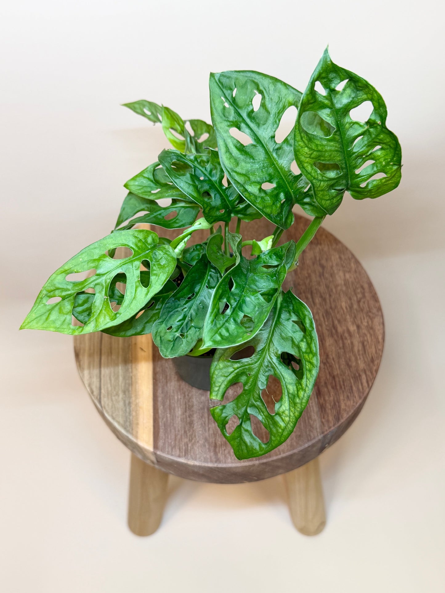 Monstera Adansonii 4" Pot