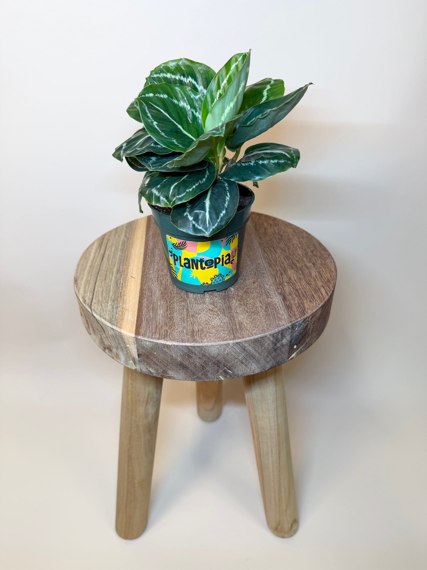 Calathea Green Medallion 4" Pot