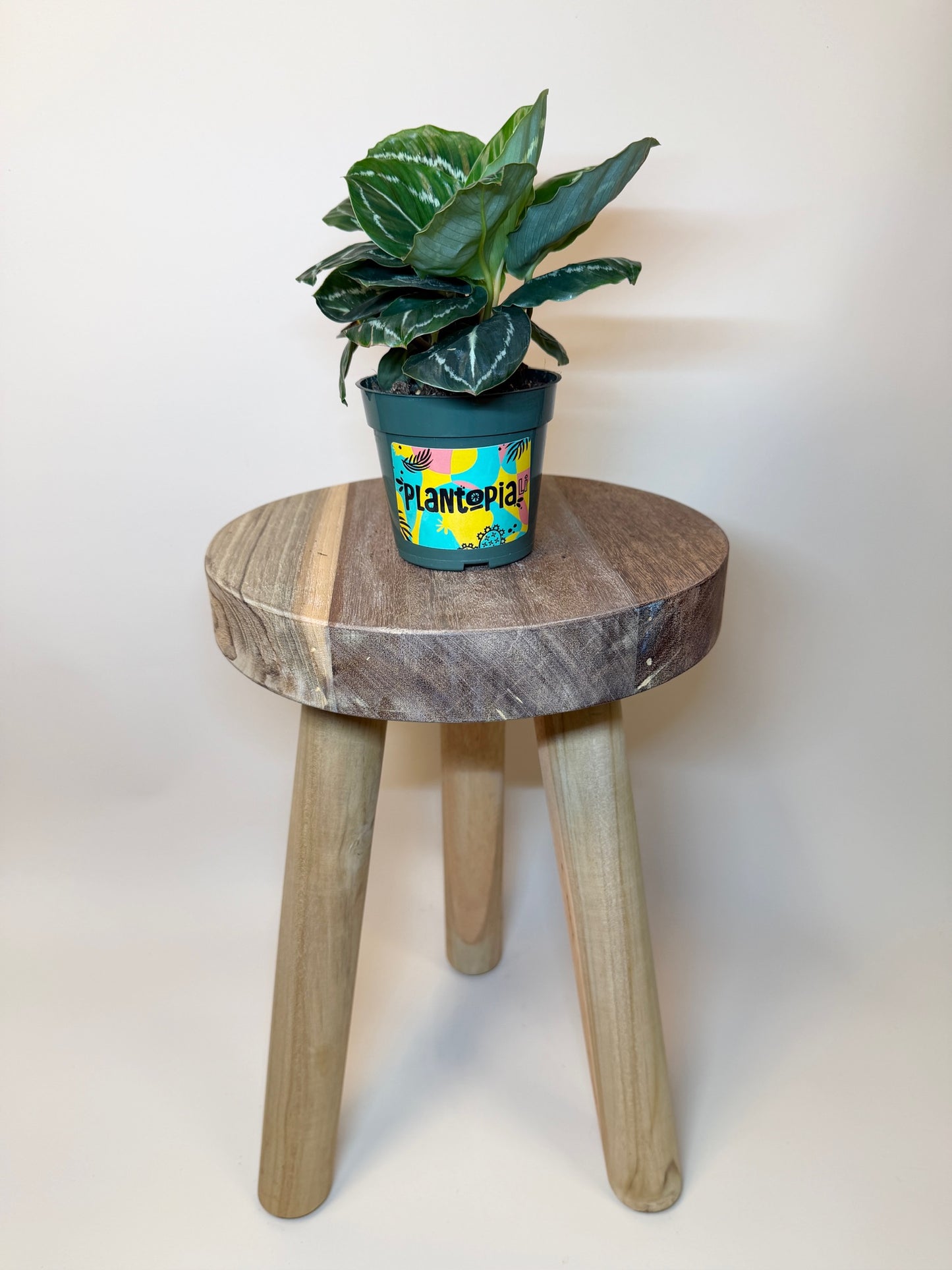 Calathea Green Medallion 4" Pot