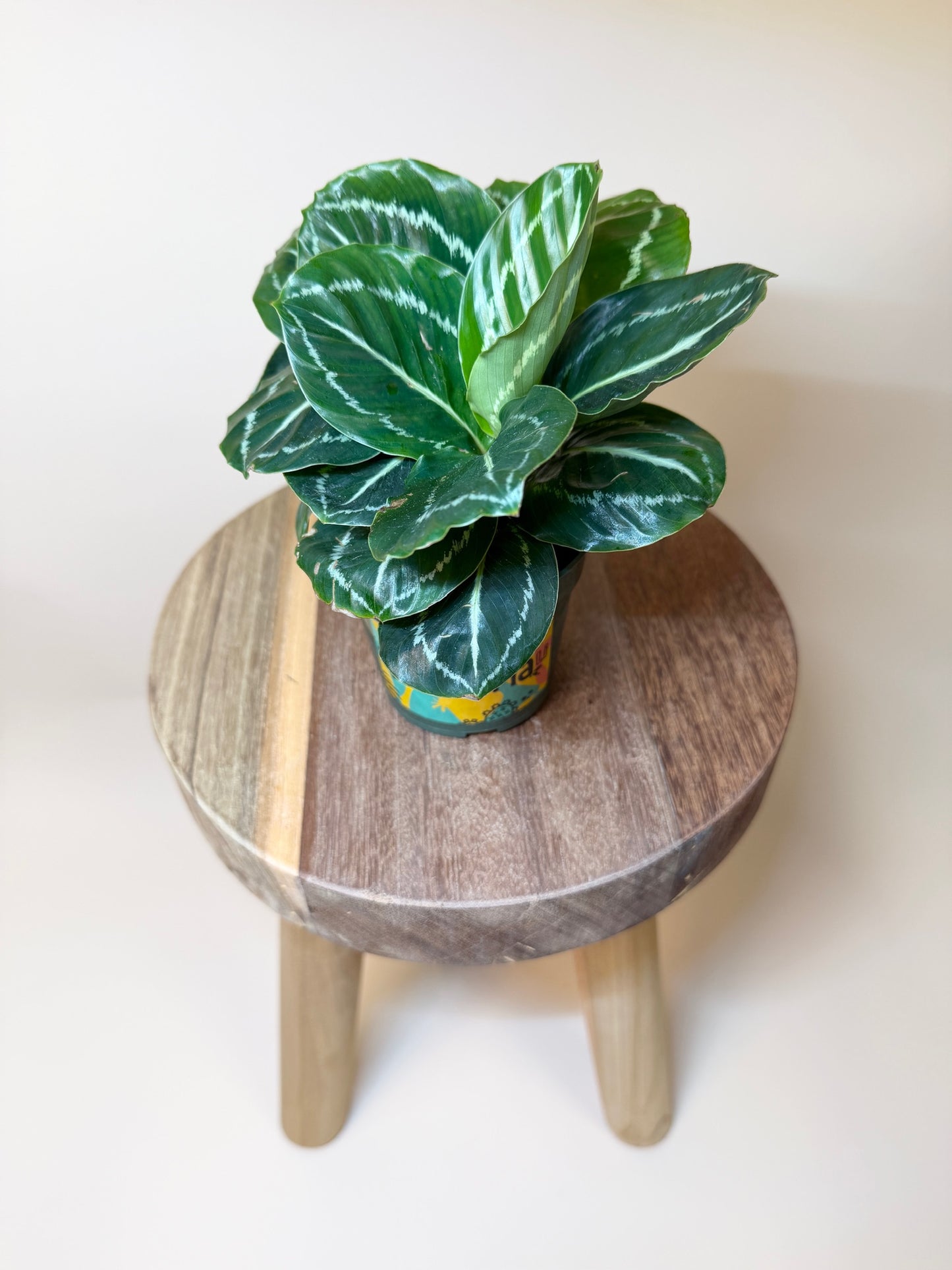 Calathea Green Medallion 4" Pot