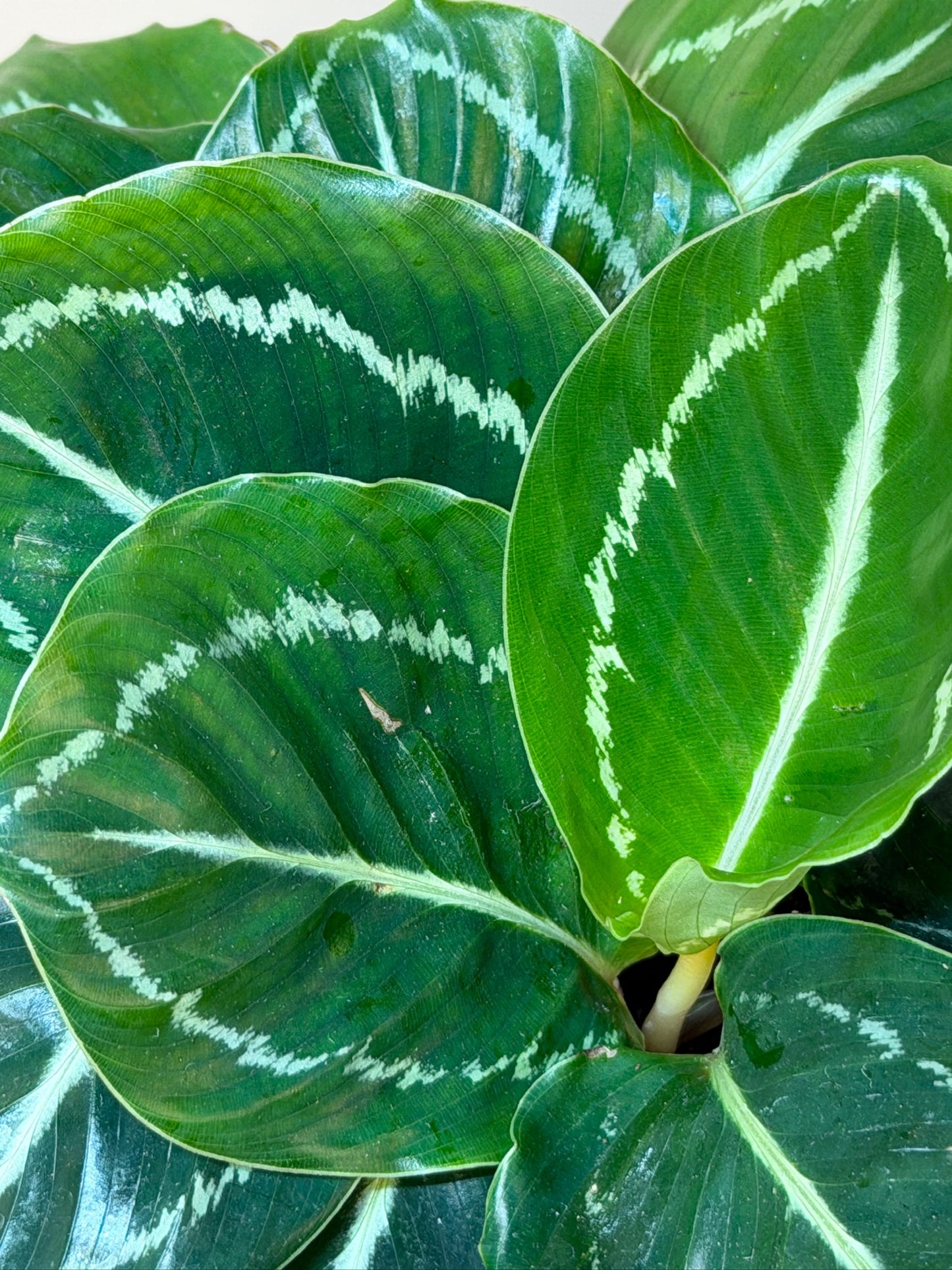 Calathea Green Medallion 4" Pot