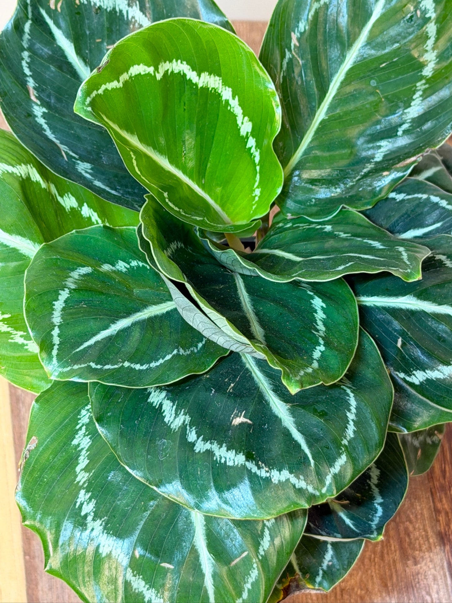 Calathea Green Medallion 4" Pot