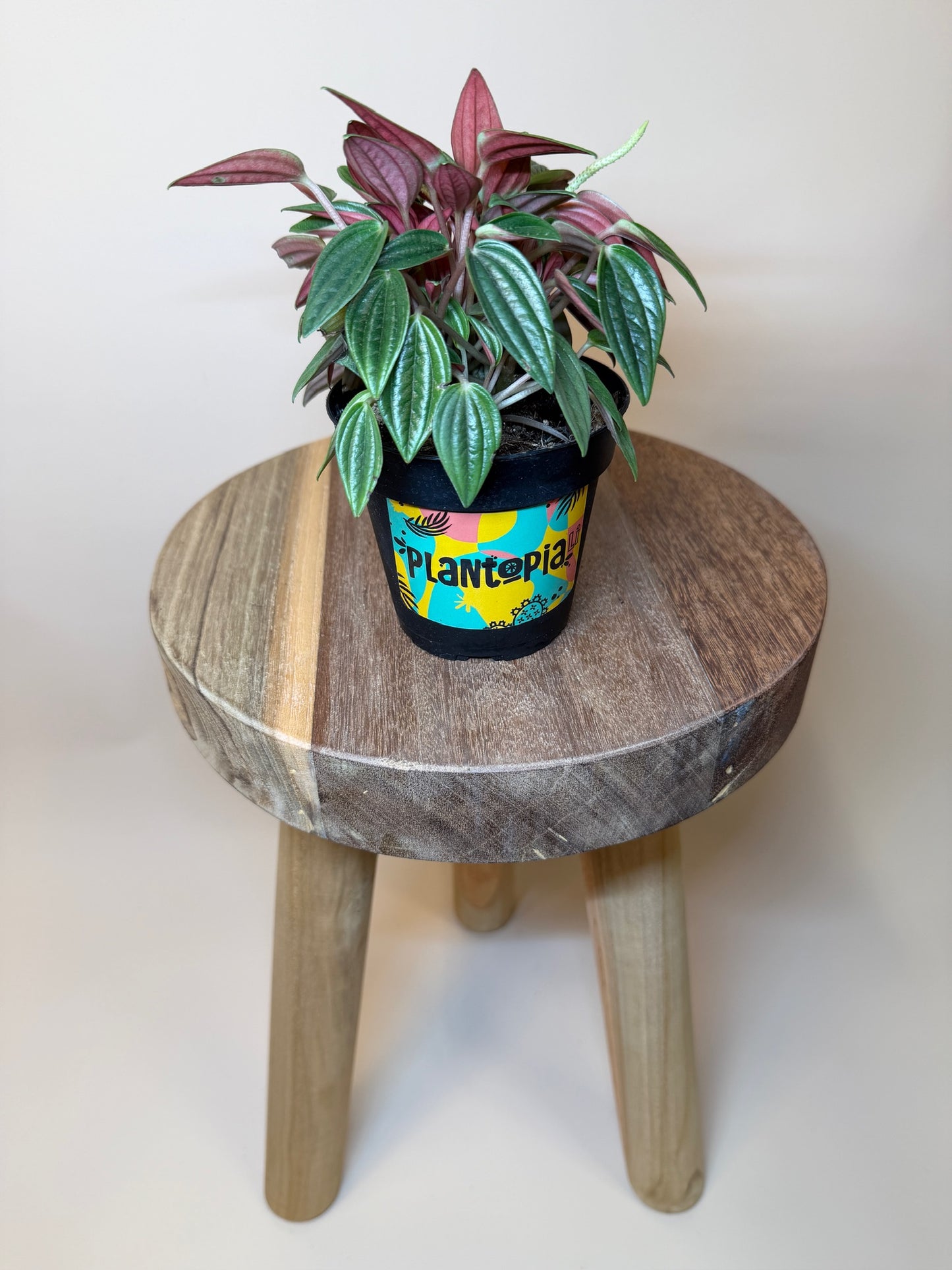 Peperomia Rosso 4" Pot