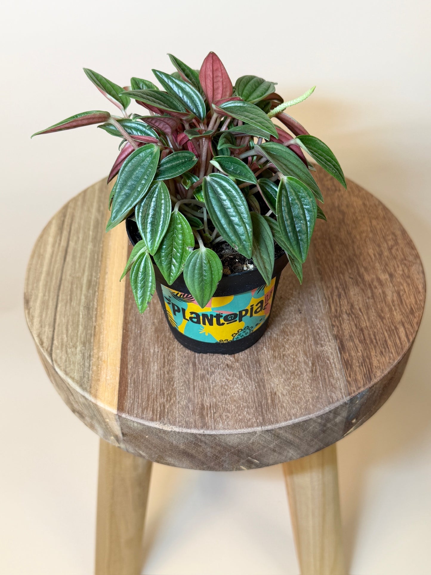 Peperomia Rosso 4" Pot