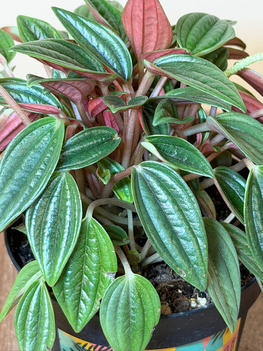 Peperomia Rosso 4" Pot