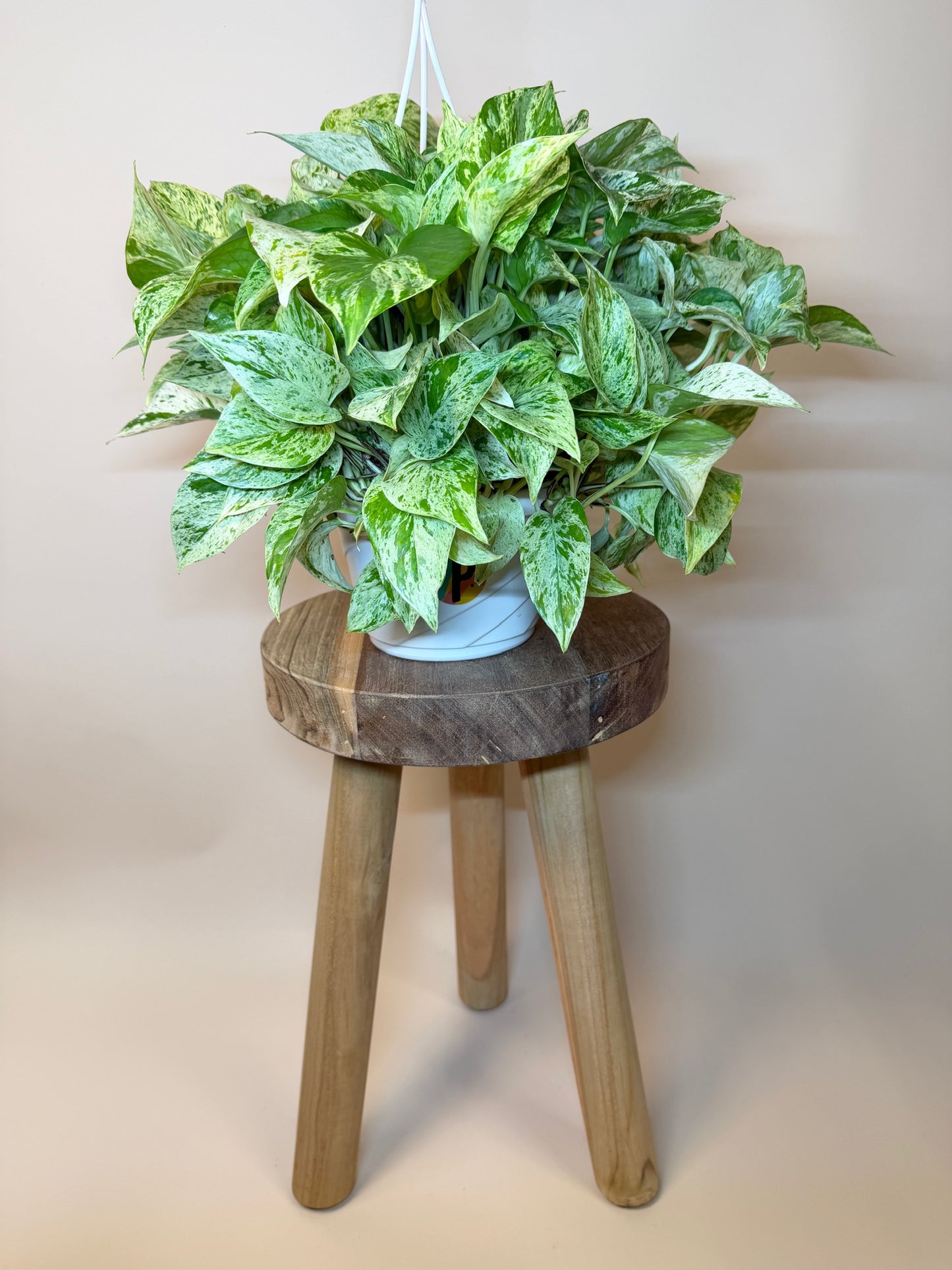 Pothos Snow Queen 6" Pot