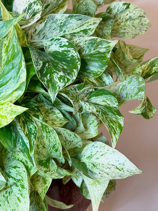 Pothos Snow Queen 6" Pot