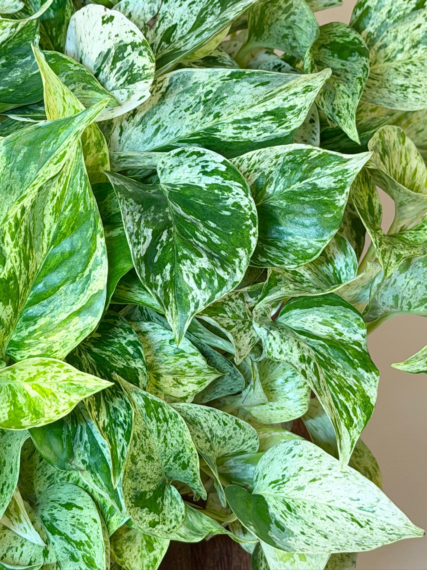 Pothos Snow Queen 6" Pot