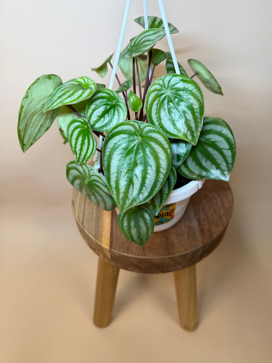 Peperomia Watermelon 6" Pot