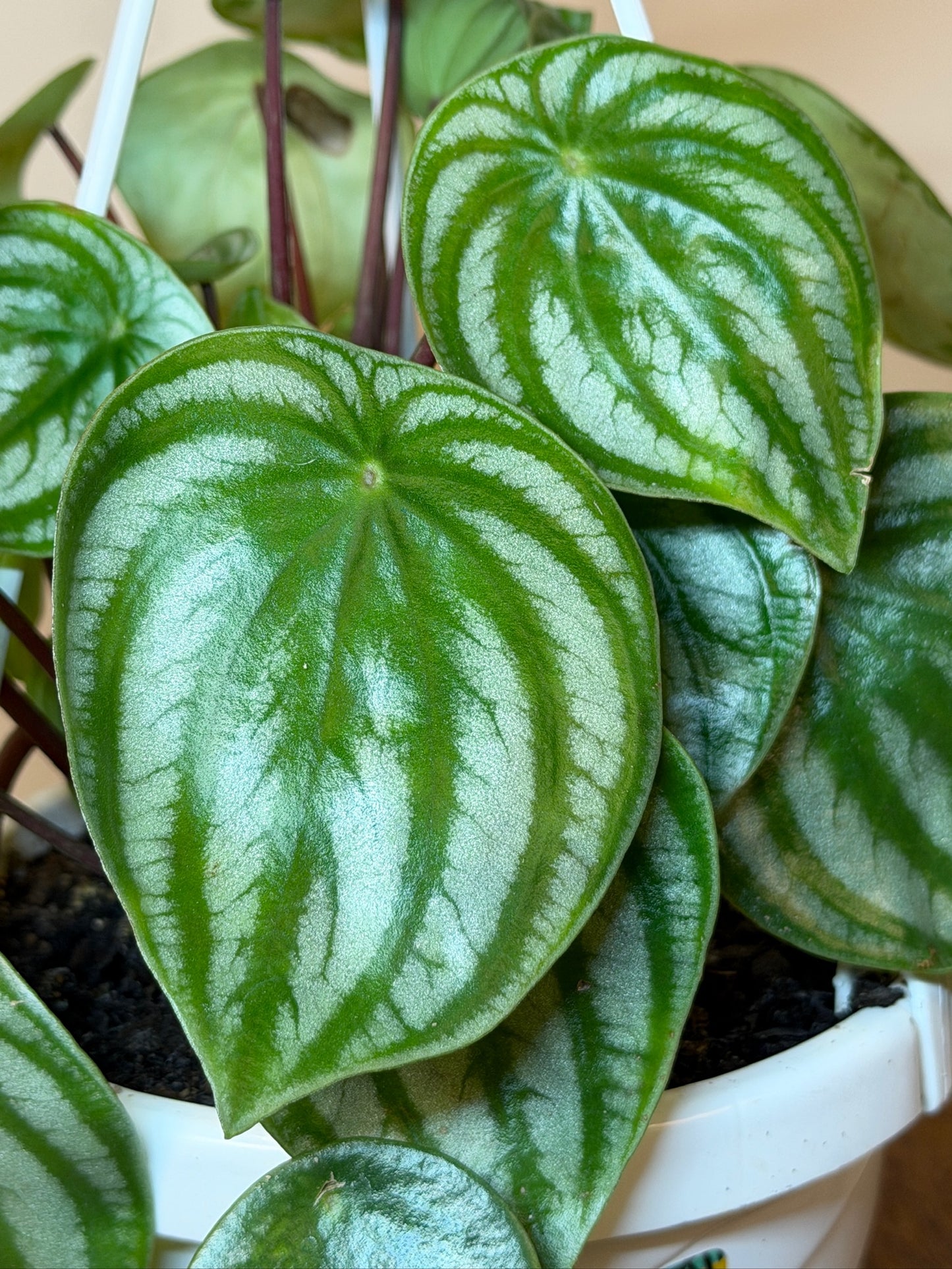 Peperomia Watermelon 6" Pot