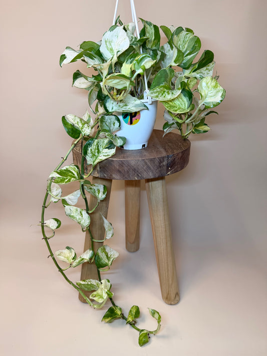 Pothos Manjula 4.5" Pot