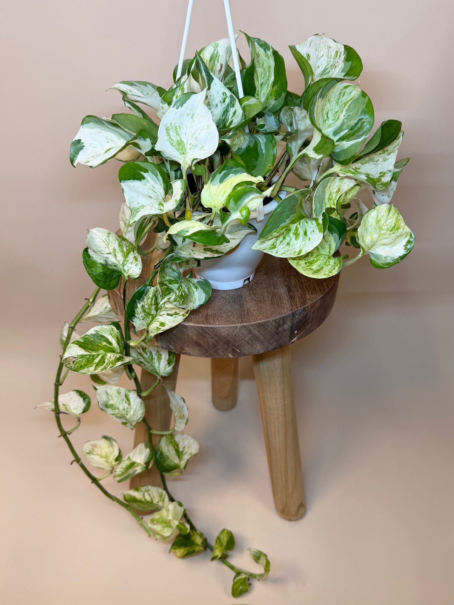 Pothos Manjula 4.5" Pot