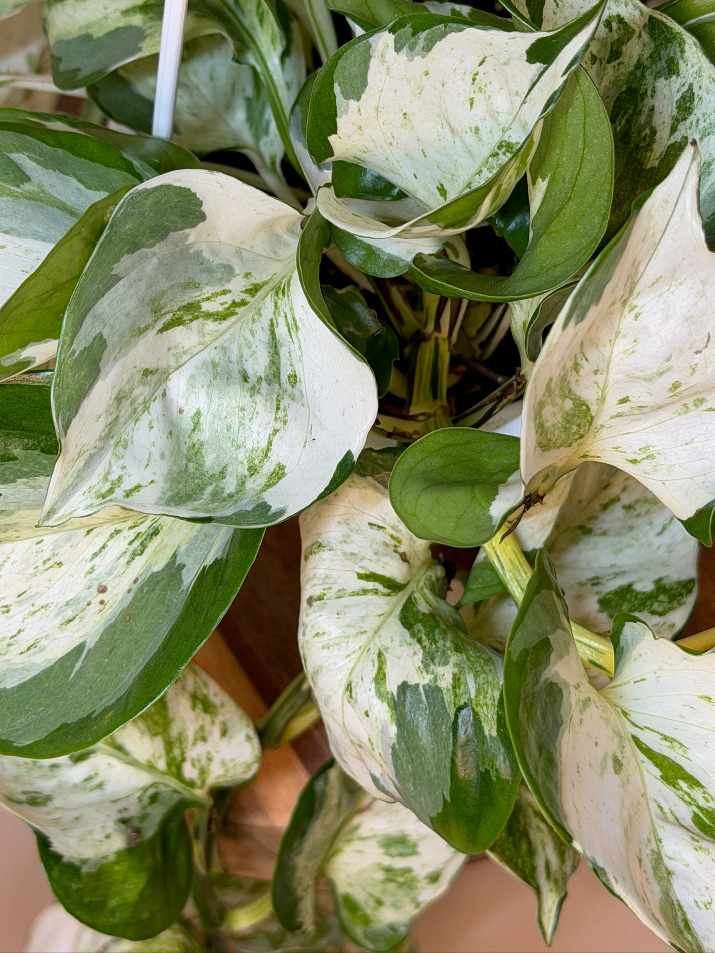 Pothos Manjula 4.5" Pot