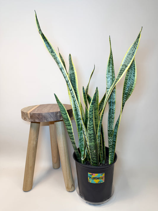 Snake Laurentii 8” Pot