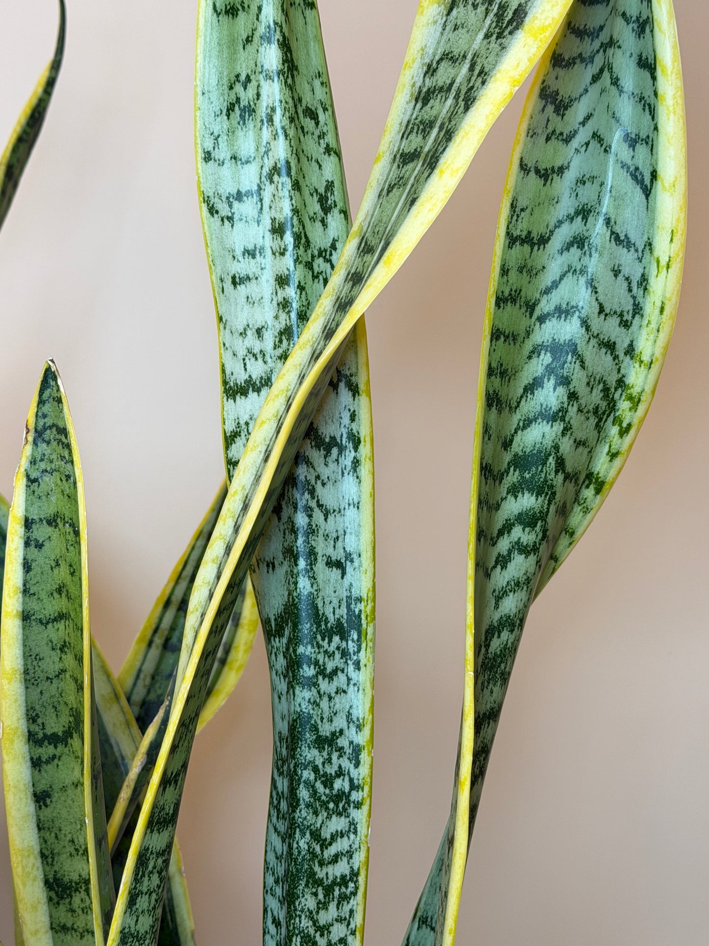 Snake Laurentii 8” Pot