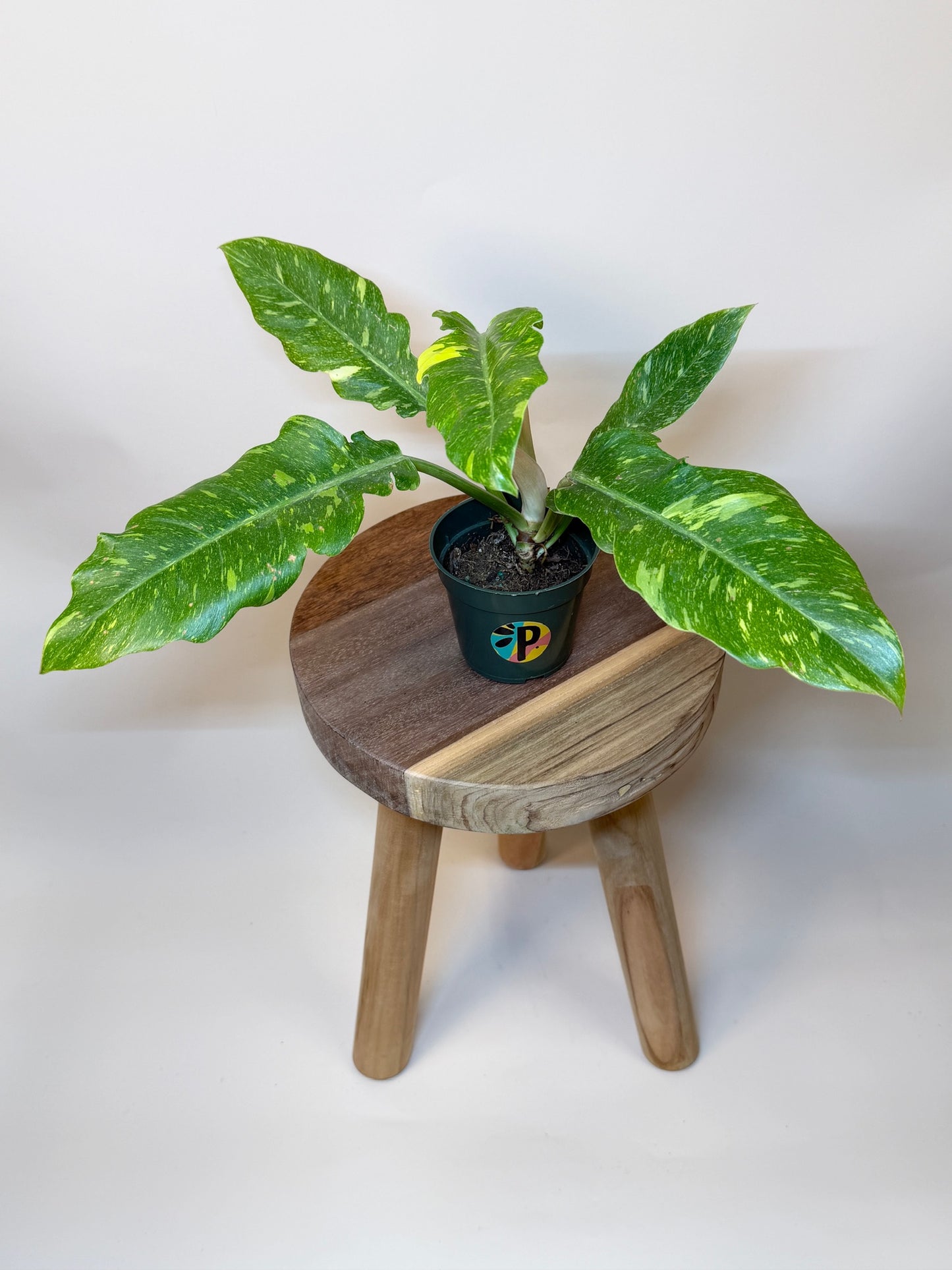 Philodendron Ring of Fire 4" Pot