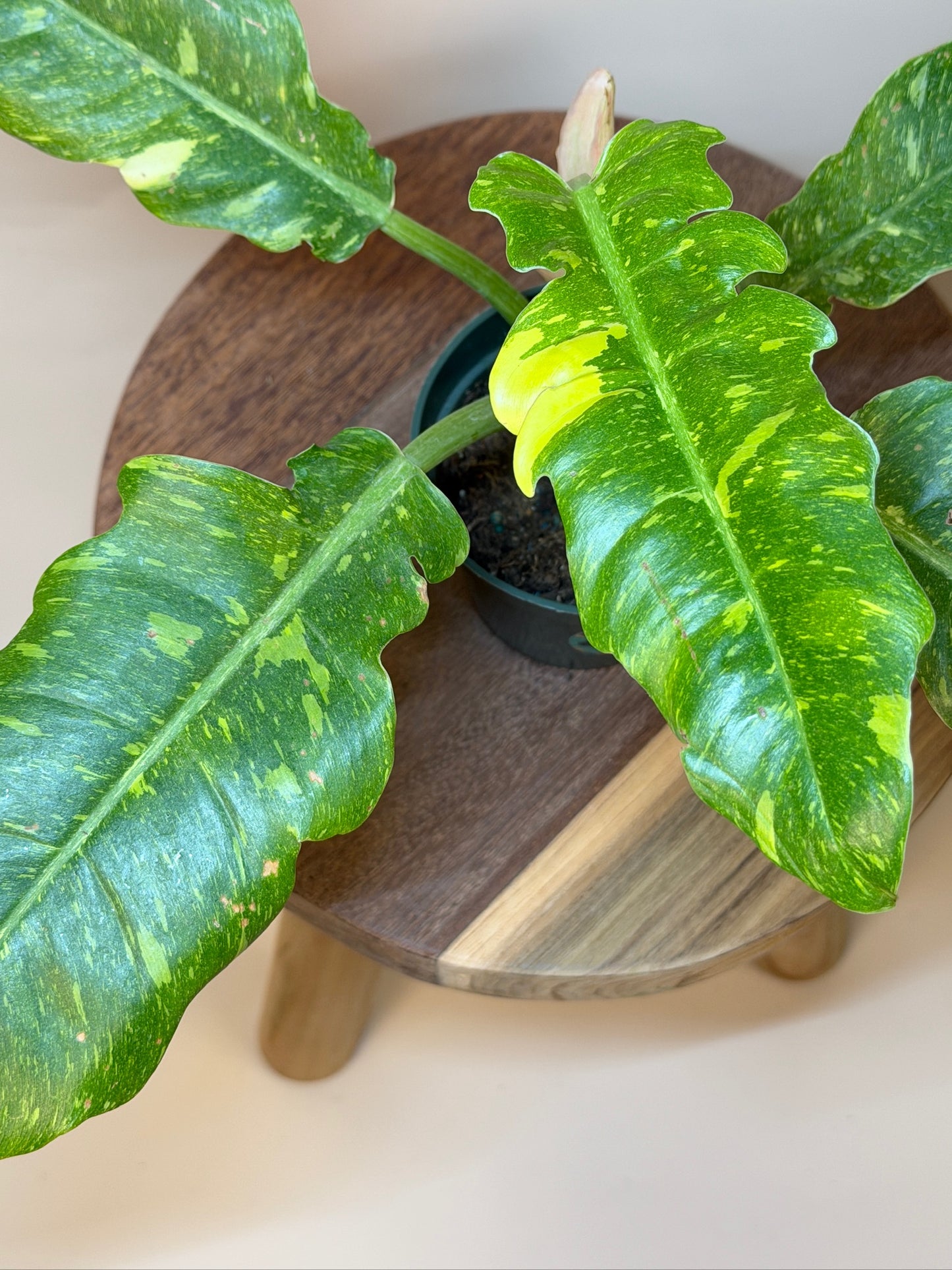 Philodendron Ring of Fire 4" Pot