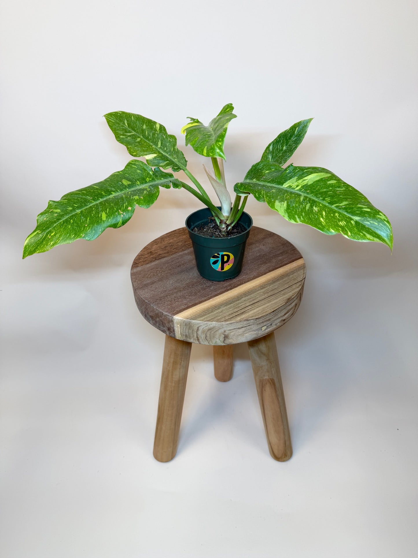Philodendron Ring of Fire 4" Pot
