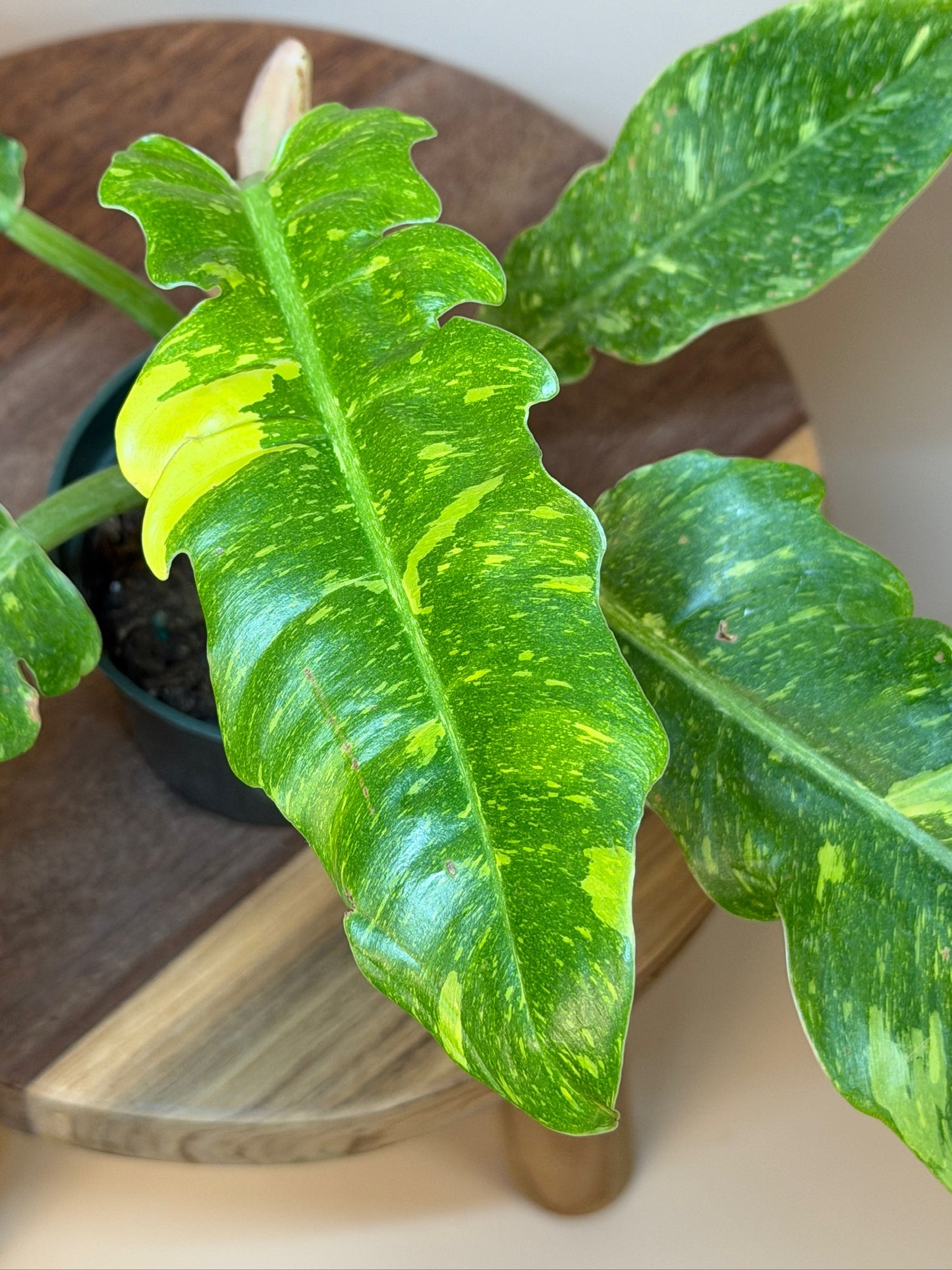 Philodendron Ring of Fire 4" Pot