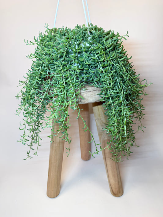 String of Bananas 6" Pot