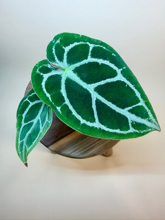 Anthurium Crystallinum 2.5" Pot