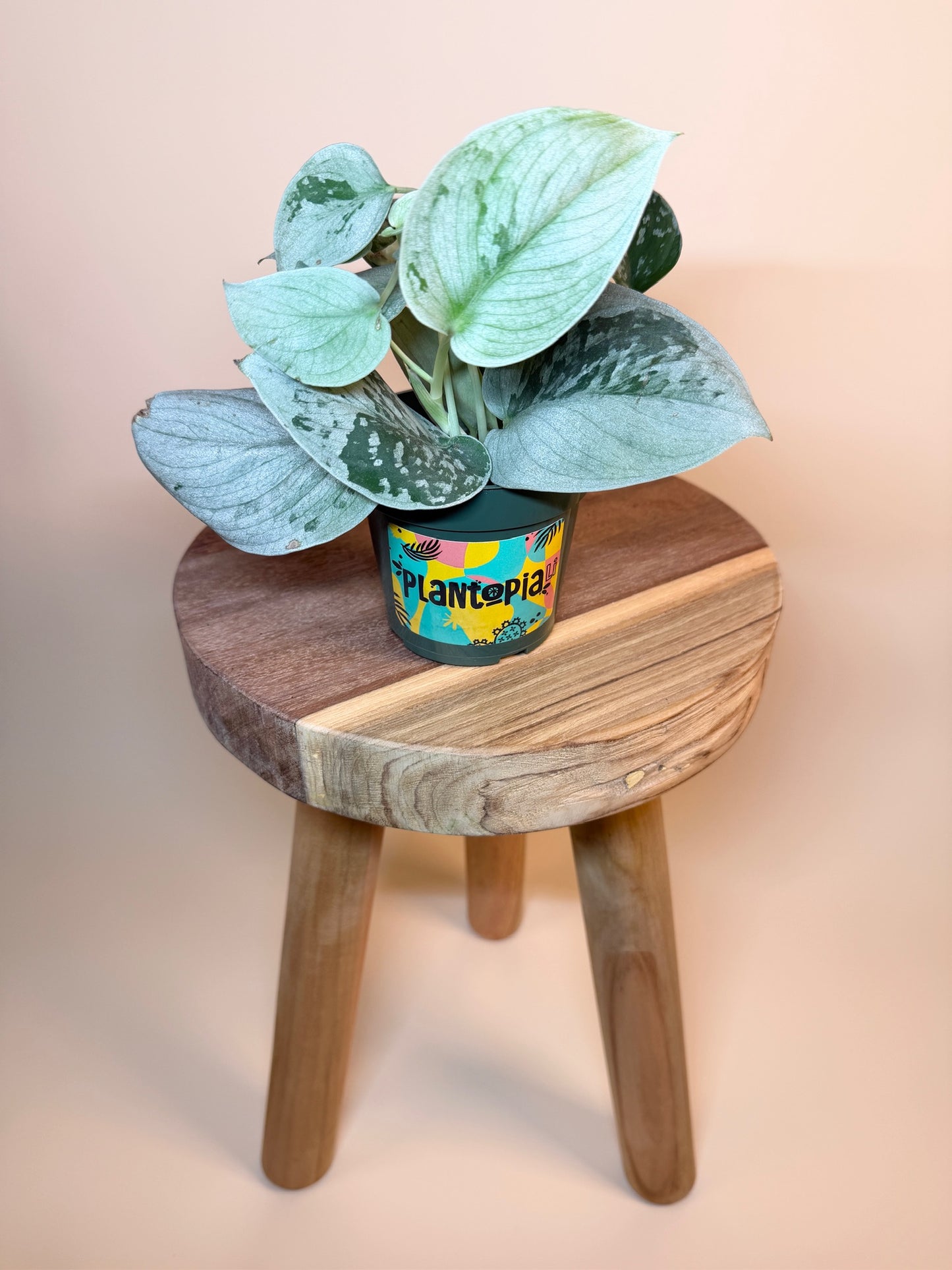 Scindapsus Pictus Silvery Ann 4" Pot