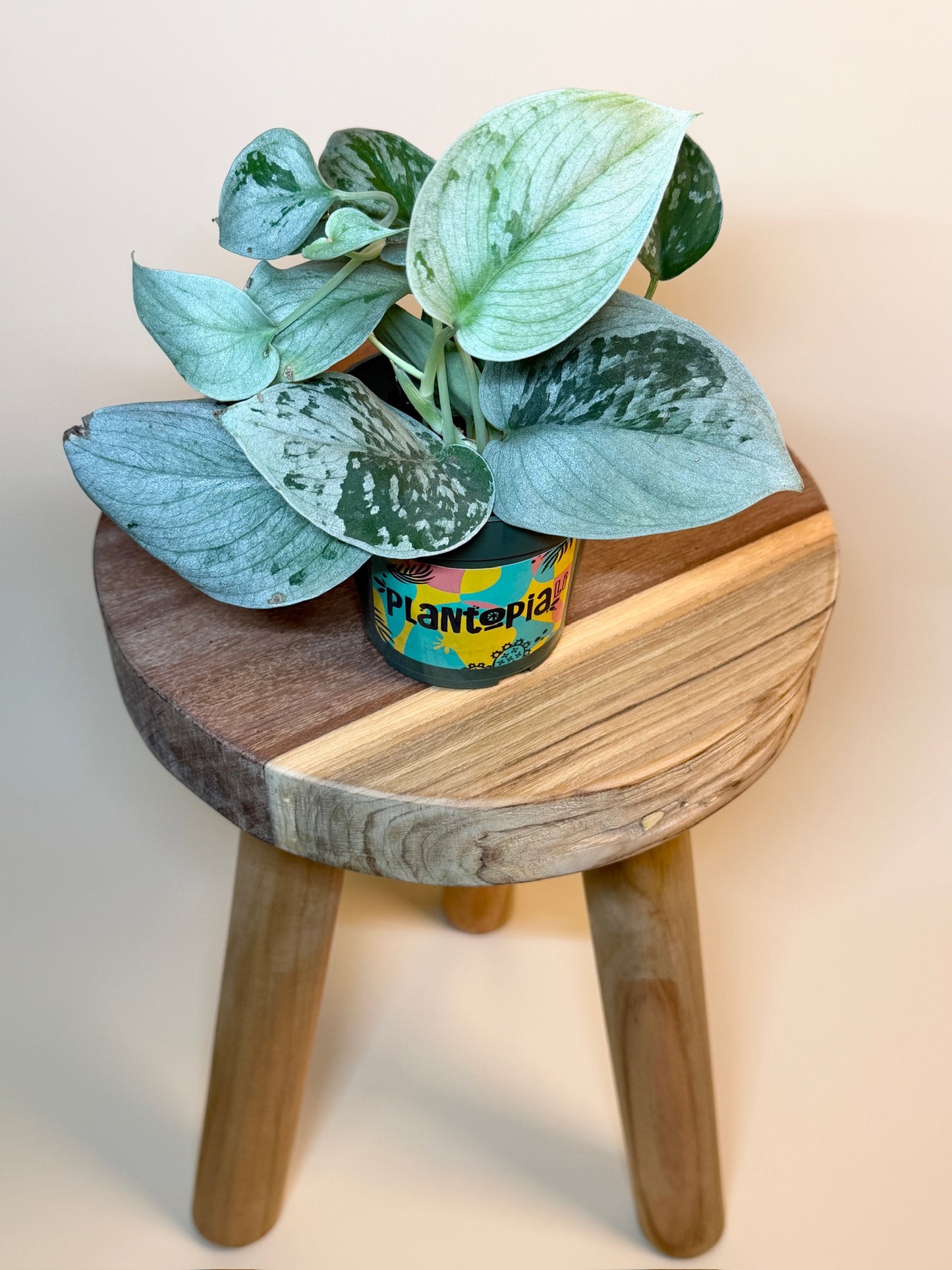 Scindapsus Pictus Silvery Ann 4" Pot